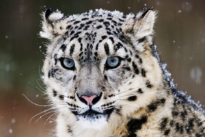 Snow Leopard276618593 300x200 - Snow Leopard - Snow, Montana, Leopard